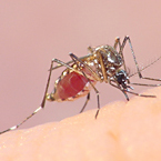 Infectious Diseases